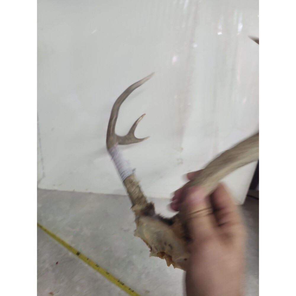 Deer Rack antler Pair With Skull Cap 6 Point - Picture 6 of 9